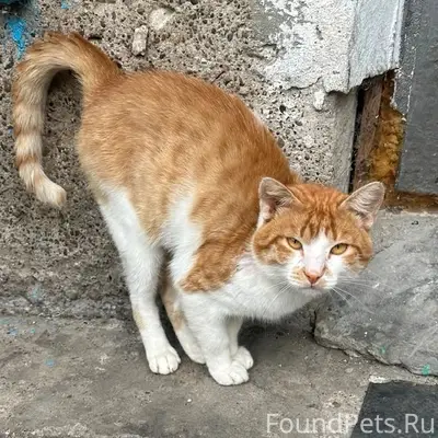 Найден кот, улица Школьная