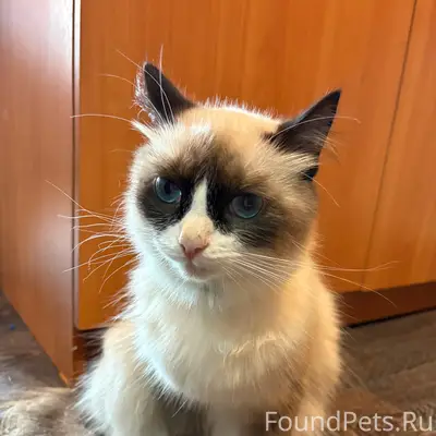 Пропала кошка Пуша, Таврический район
