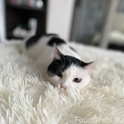 Пропала кошка Лиза, Ворсма