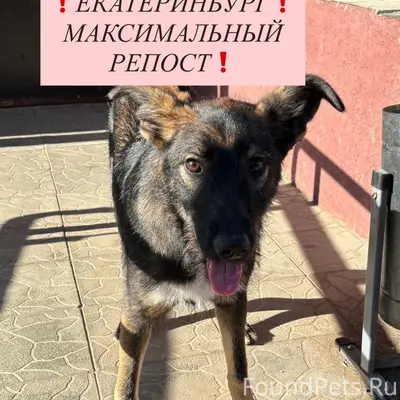 Найден щенок Эмили, Екатеринбург, район Рудный