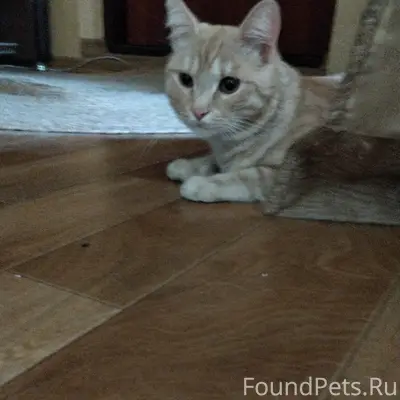 Найден рыжий кот, район Лебедева, 16