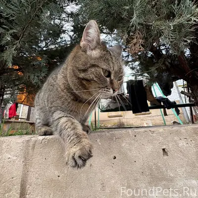 Пропала кошка, Тольятти, улица Свободы