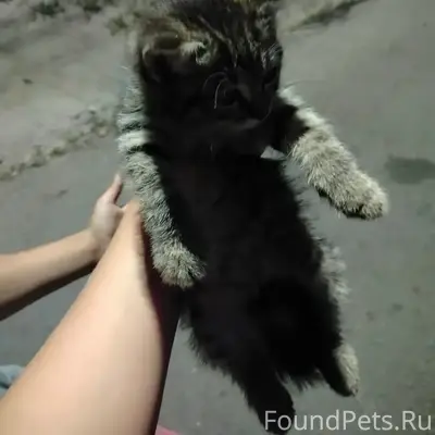Найден котёнок, Кубанева 21