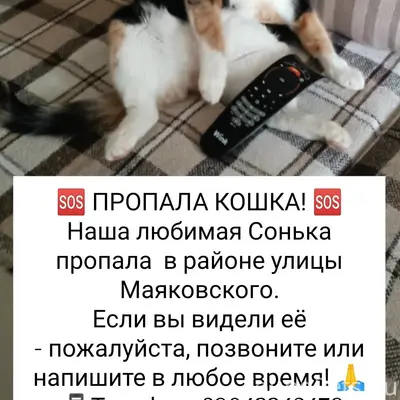 Пропала кошка Соня, Сосновка