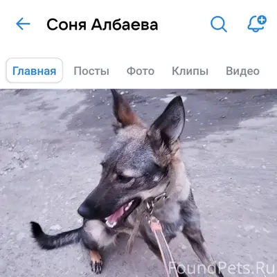 Пропала собака Малия, район Фокуса
