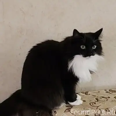 Пропала чёрно-белая кошка Пуша, СНТ Дружба