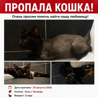 Пропала кошка Зина, Новый город