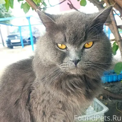 Найден серо-голубой кот, Волокно