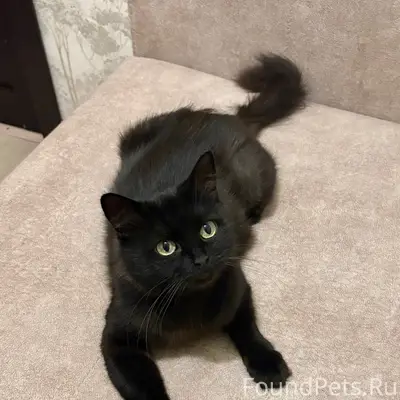 Найдена кошка Ночка