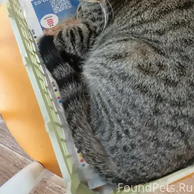 Пропала кошка, район су