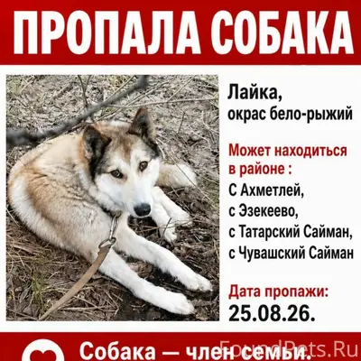 Пропала собака,