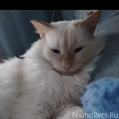 Пропал кот, свяжитесь по номеру 89525146719