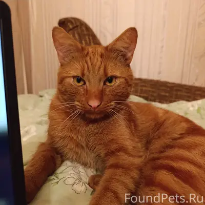 Пропал рыжий котик