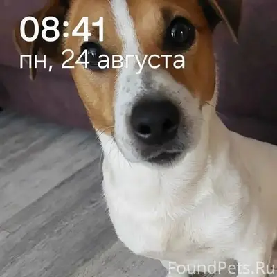 Пропал Арчи, собака