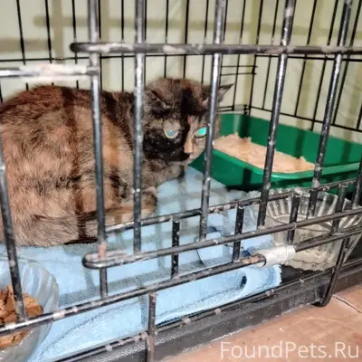 Пропала кошка, около Октябрьская д. 12