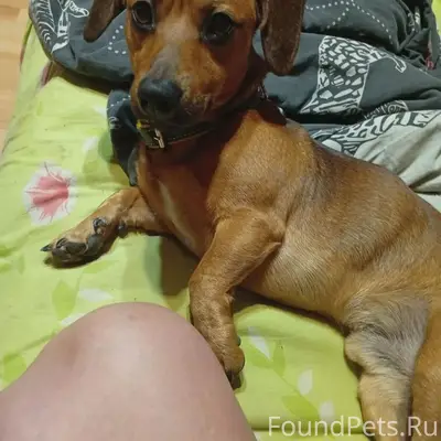 Пропал рыжий кобель такса Рэй, Севастополь