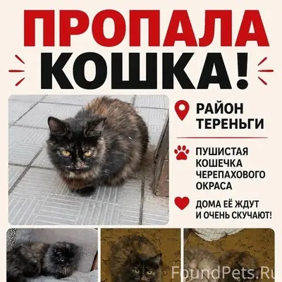 Пропала кошка, Тереньга