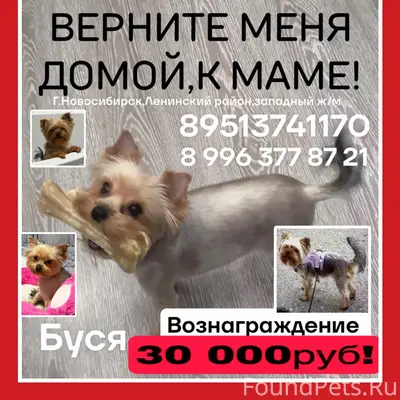 Пропала собака Буся, йоркширский терьер, Новосибирск