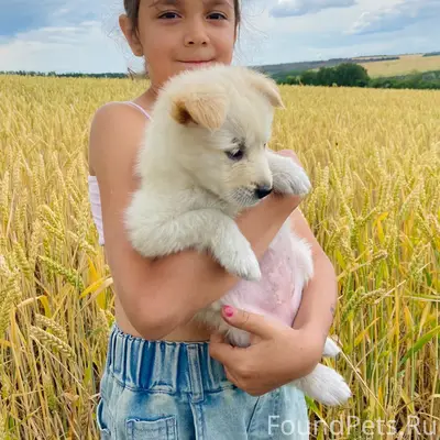 Пропала собака Джеси, село Андреевка