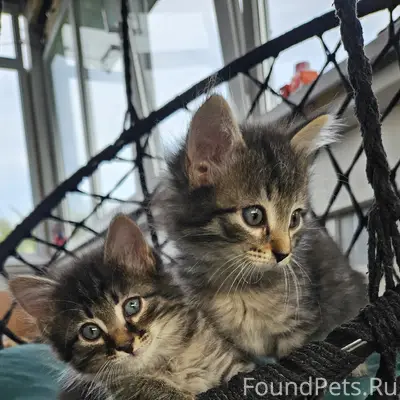 Найдены котята, пригород
