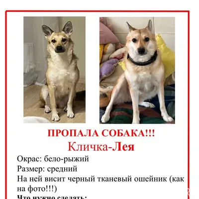 Пропала собака, район Генкина, Белинского