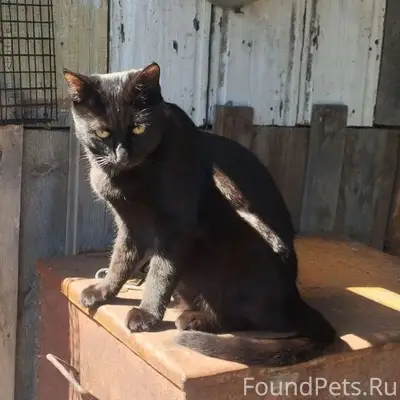 Пропал кот Кеша, ул. Советская, 15