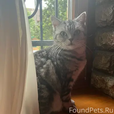 Пропала кошка, деревня Киселиха