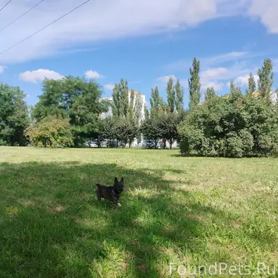 Пропала собака, возле Липецкого хладокомбината