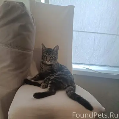Пропал котик Барсик, ДНТ 'Мир'