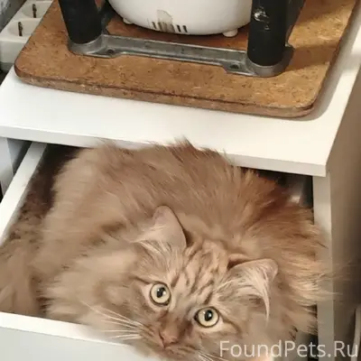 Пропал сибирский кот Лучик, Белая Ромашка