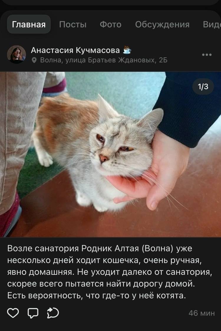 Найдена кошка, возле санатория «Родник Алтая»