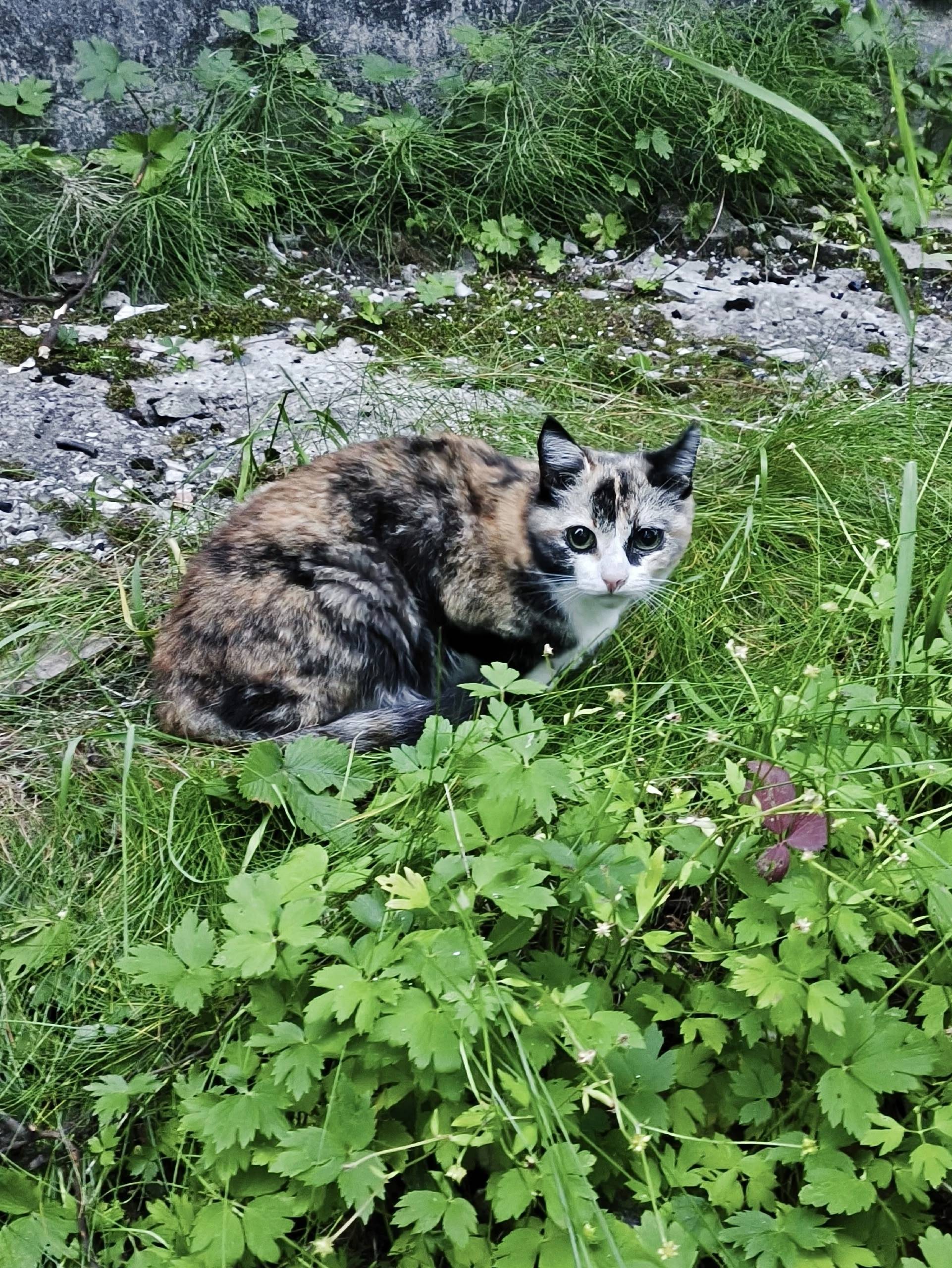 Найдена кошка, пгт. Ярега