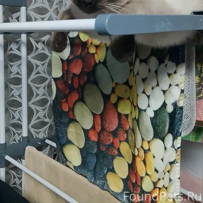 Пропал котёнок, на шее красный ошейник