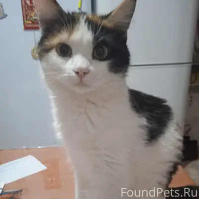 Пропала трёхцветная кошка, дома 54, 53, 55