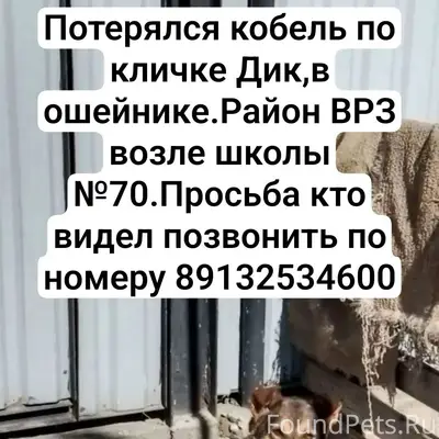 Пропала собака, Барнаул