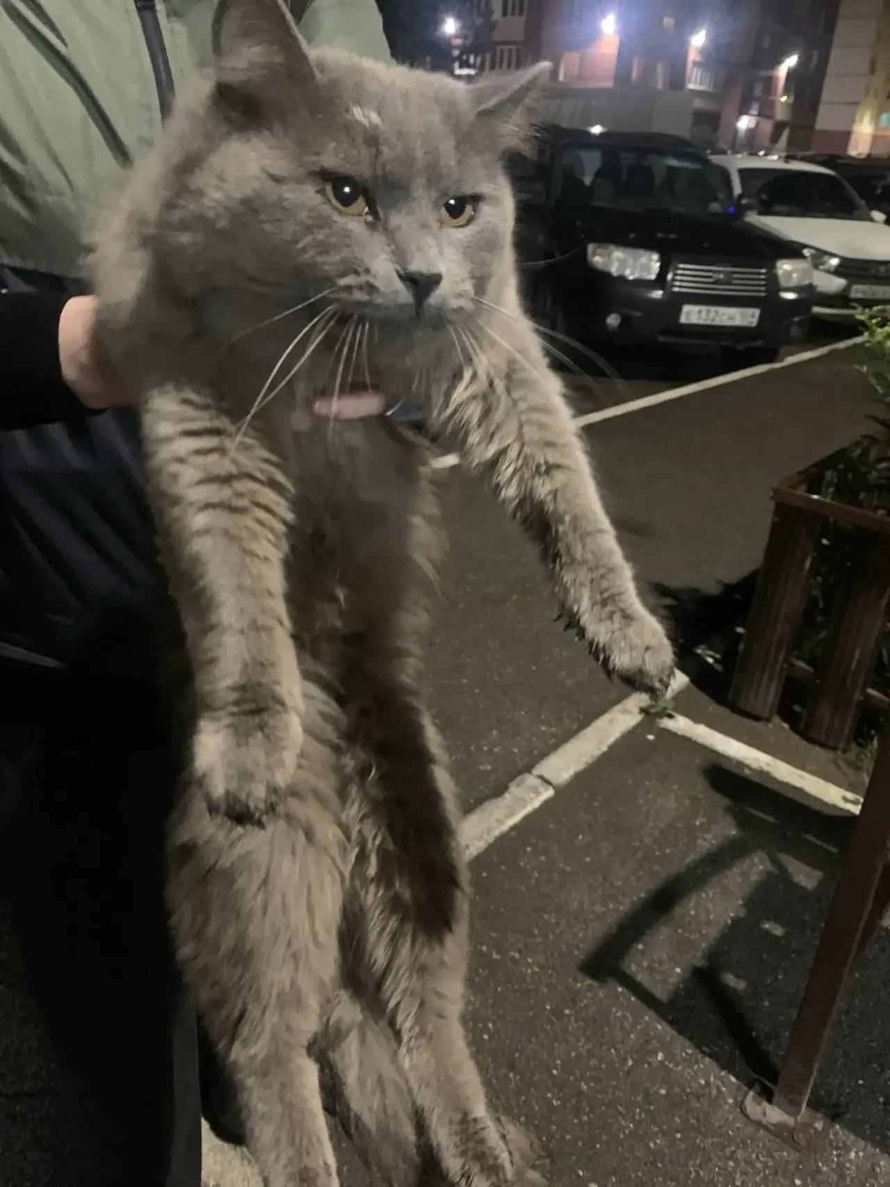 Найдена кошка, Щербакова 43 а