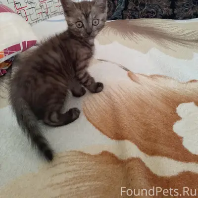 Найден котёнок, район 2 школы, ул. Республика