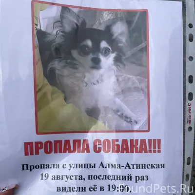 Пропала собака Барни, улица Ростовская, Нижний Новгород