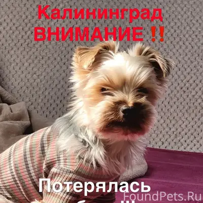 Пропал коротко стриженый Бакс, Октябрьский район