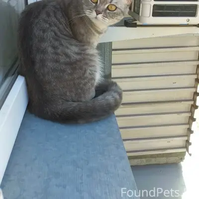 Пропала кошка Чича, район детского мира