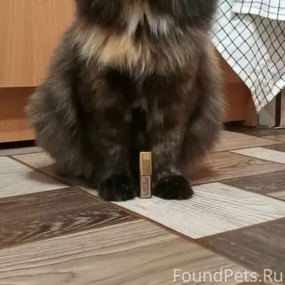 Пропала кошка, Ургакш