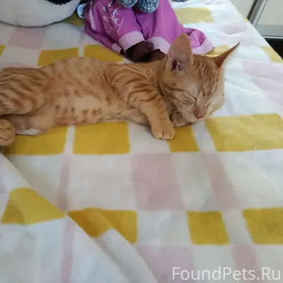 Пропал кот Коржик