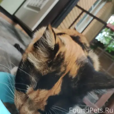 Пропала кошка Мика, район рембазы и ул. Циолковского