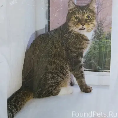 Найден кот, Краснокамск