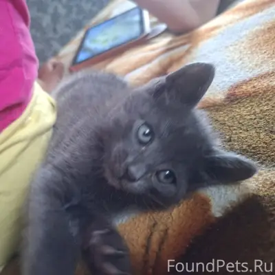 Пропал котёнок, Володарский