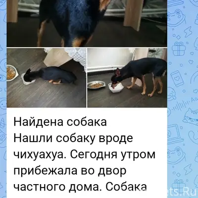 Найден тип собака, Творогово