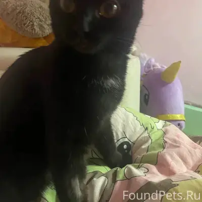 Пропала кошка Багира, бпк, большая Слободка