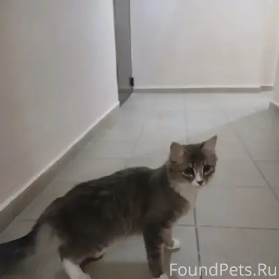 Найден котенок, ул. Сирина