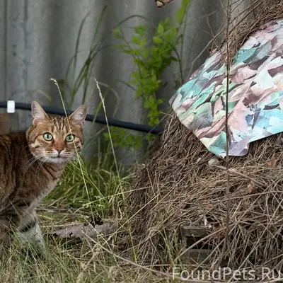 Пропал кот, х. Подлесный
