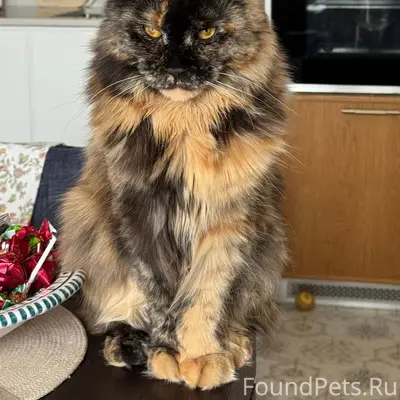 Пропала кошка Фаня, район улицы Свободы